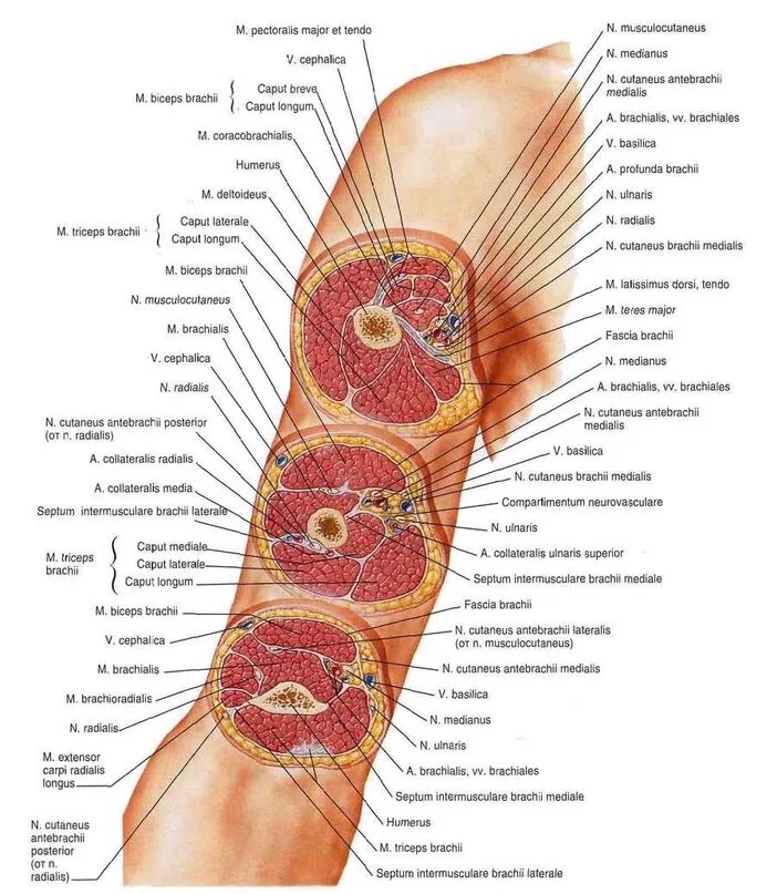 Топографические срезы. Поперечные срезы плеча топографическая анатомия. Поперечный срез плеча верхняя треть. Срезы плеча топографическая анатомия. Срезы верхней конечности топографическая анатомия.