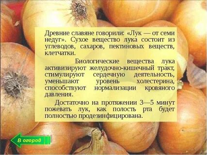 Почему полезен лук