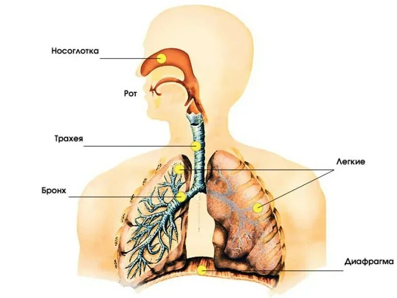 Органы обеспечивающие дыхание человека. Дыхательная система человека трахея. Дыхательная система человека 3 класс окружающий мир схема. Дыхательная система трахея анатомия. Органы системы дыхания человека 3 класс.