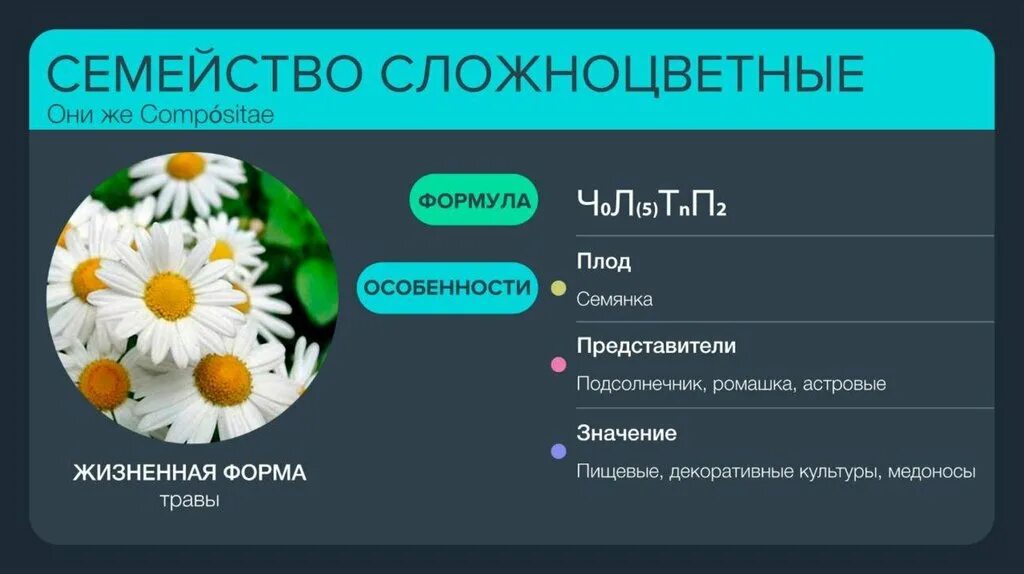 Семейство Сложноцветные жизненные формы растений. Семейство Сложноцветные Астровые жизненные формы. Растения семейства сложноцветных Астровые таблица. Характеристика семейства Сложноцветные Астровые.