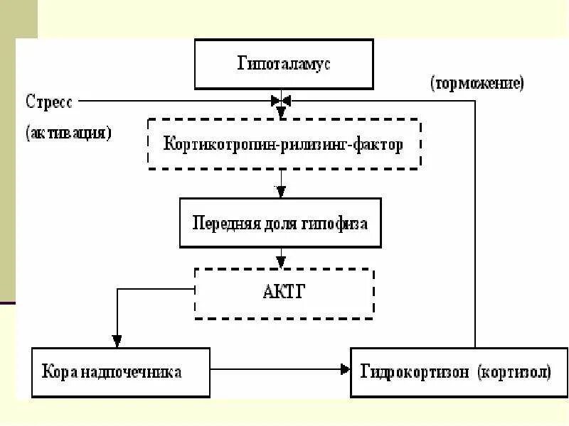 1 регуляция функций. Регуляция функции гипоталамо-гипофизарно-надпочечниковой системы. схема гипоталамо-гипофизарно-надпочечниковой системы. система гипоталамус гипофиз кора надпочечников. схема гипоталамус гипофиз кора надпочечников.
