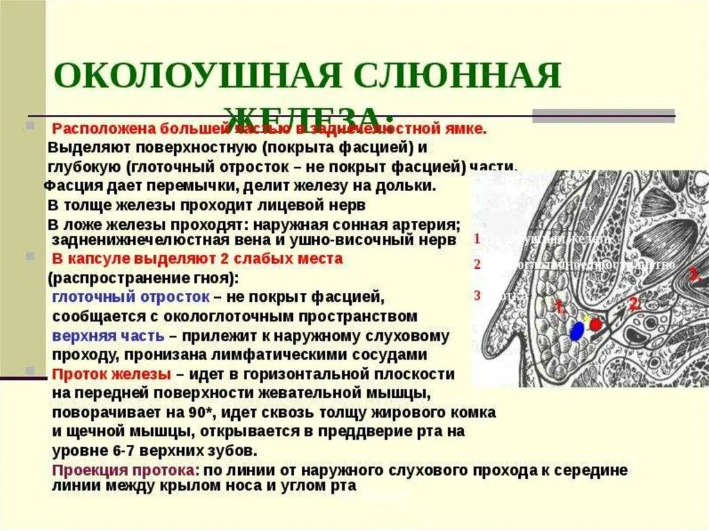 Околоушная слюнная железа топографическая анатомия. Околоушная слюнная железа анатомия топография. Слюнные железы топография. Околоушная железа анатомия топография. Околоушная железа нерв