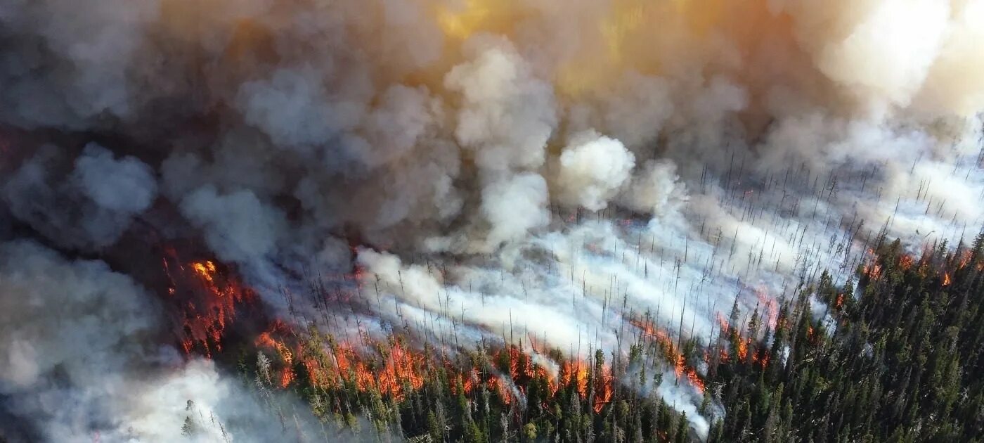 Сильный верховой пожар. Верховые пожары. Верховой Лесной пожар. Верховой пожар в лесу. Лесные пожары в Иркутской области.