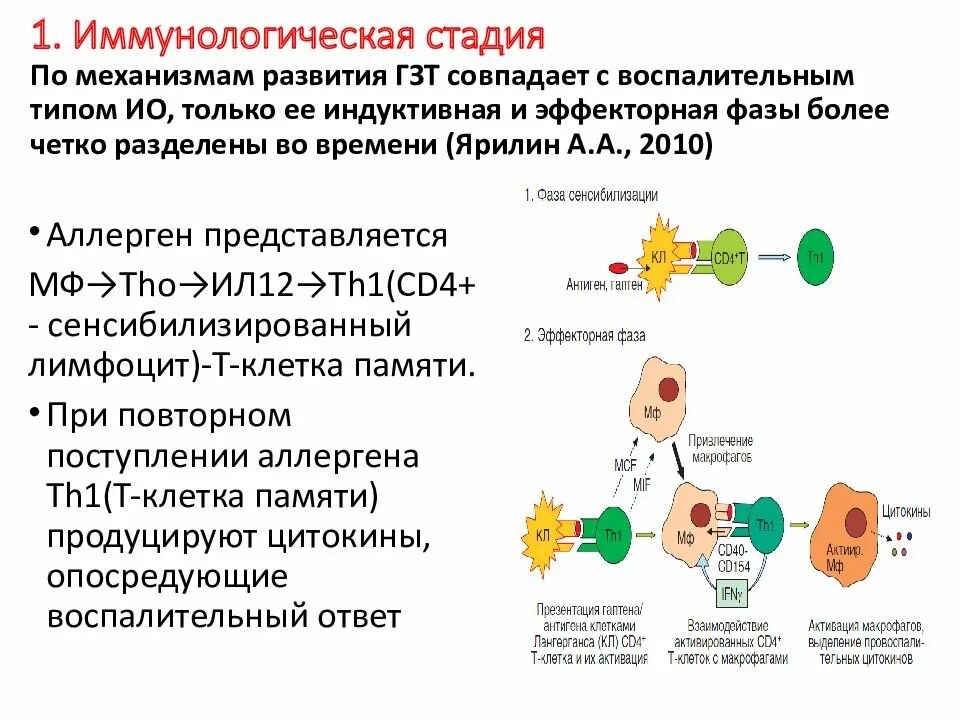 Иммунная гиперчувствительность. Механизм развития реакции гиперчувствительности замедленного типа. ГЗТ 4 Тип гиперчувствительности. Реакция гиперчувствительности замедленного типа схема. Механизмы реакций гиперчувствительности патанатомия.