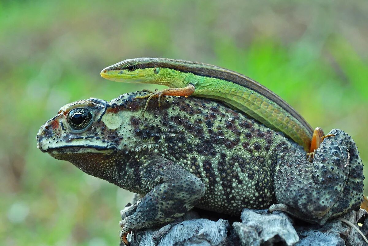 ящерица ест лягушек. хамелеон охотится. саблезубая лягушка. крокодил и лягушка. ящерицы.