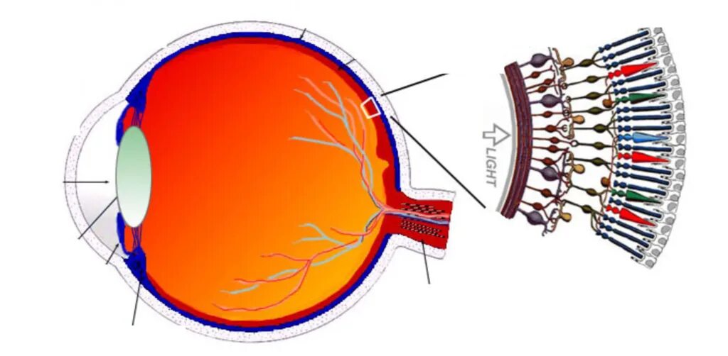 Зрительный анализатор строение сетчатки. Клетки сетчатки глаза. Палочки и колбочки сетчатки глаза. Строение сетчатки глаза гистология. Содержит несколько слоев нейронов содержит роговицу защищает