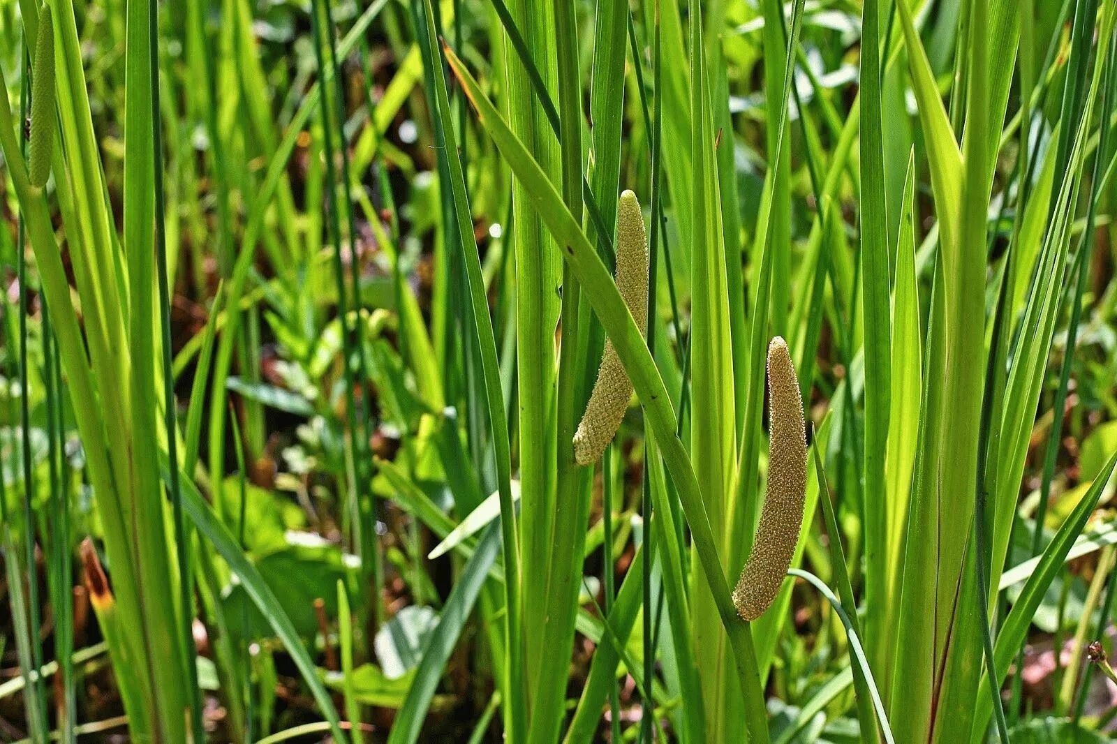 Аир болотный (acorus calamus). Аир болотный лечебные свойства и противопоказания. Корень растения аир болотный. Аир обыкновенный - acorus calamus. Аир обыкновенный корневища.