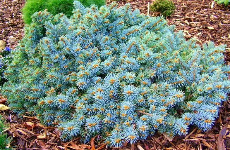 Ель колючая pungens. Ель колючая Picea pungens 'Sonia’. Ель Picea pungens St. Mary's Broom. Ель колючая St. Mary's Broom.