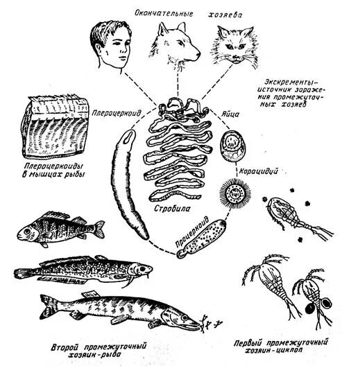 Жизненный цикл широкого лентеца схема. Широкий лентец жизненный цикл. Широкий лентец цикл развития. Широкий лентец жизненный цикл схема.