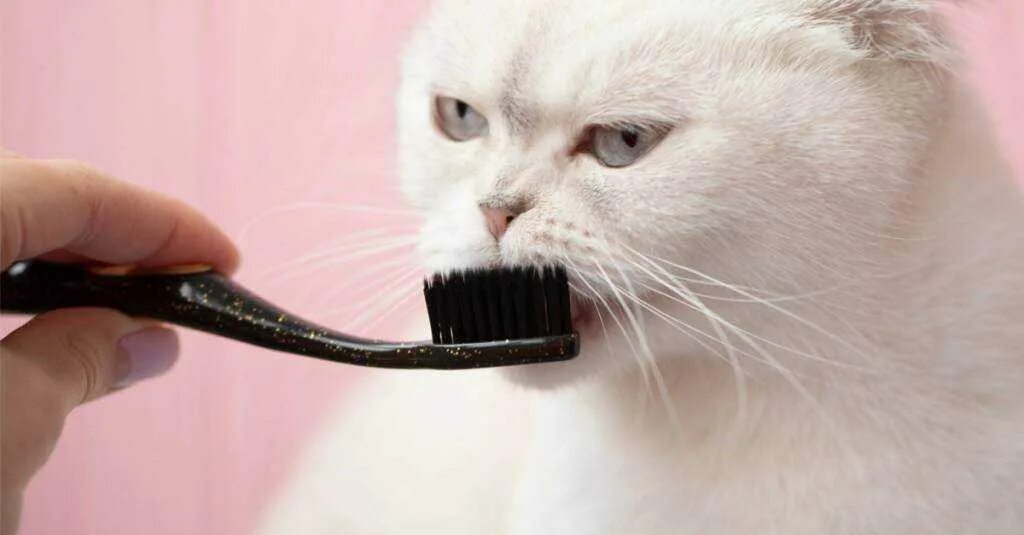 Котам надо чистить зубы. Котик чистит зубы. кошачья зубная щетка.