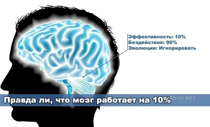 Мозг человека используется на процентов. Насколько задействован мозг человека. На сколько процентов работает мозг человека. Процент работы человеческого мозга.