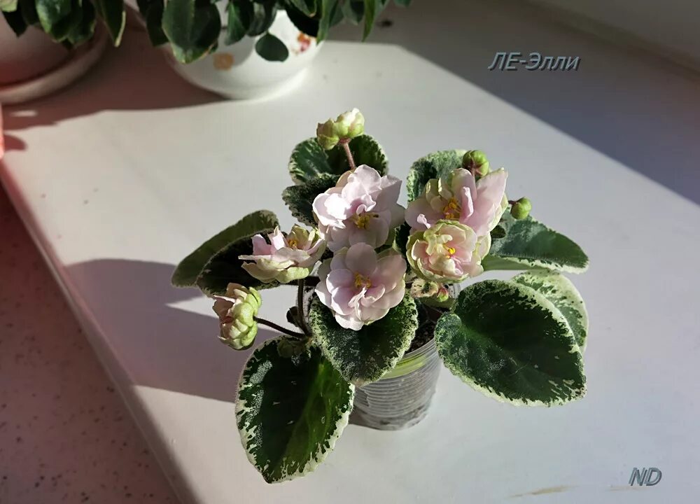 African Violet 'ЛЕ-Элли / LE- Elly / LE- Elli' (Ukrainian variety) double white/