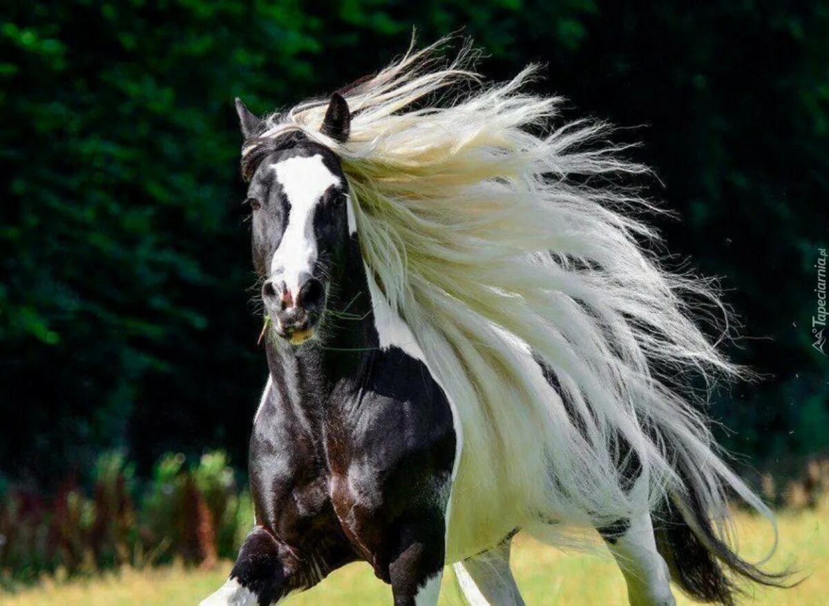 Конь с черной гривой. Пегая Фризская лошадь. Фризская лошадь с белой гривой. Фризская лошадь грива. Линус длинногривая лошадь.