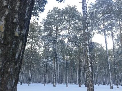 Каменное хмао