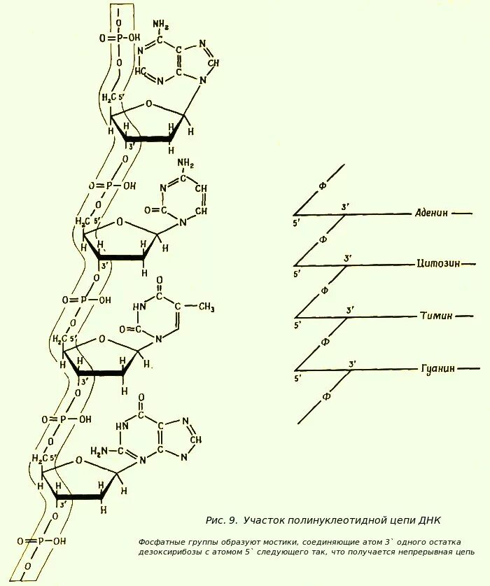 Полинуклеотидная цепь связи. Структура полинуклеотидной цепи РНК. Строение полинуклеотидной Цепочки ДНК. Полинуклеотидная цепь структура строение. Строение полинуклеотидной цепи РНК.