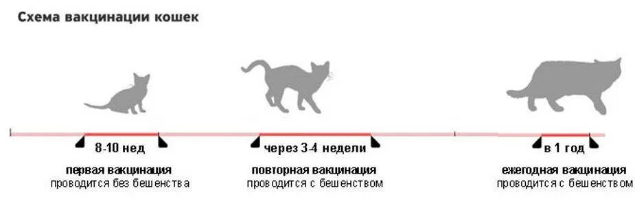 Схема вакцинации от бешенства. Нобивак для кошек схема прививок. Схема вакцинации кошек Нобивак. Вакцины для кошек схема вакцинаций. Схема вакцинации кошек от бешенства.