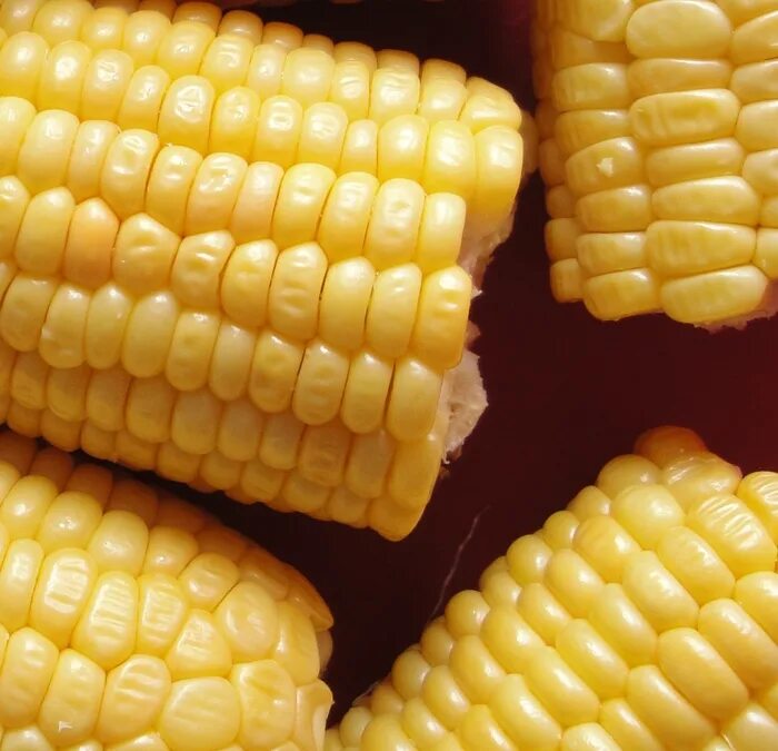 как приготовить зерна кукурузы. как приготовить зерна кукурузы. кукуруза для варки зерна. как приготовить зерна кукурузы. сушеные кукурузные зерна.