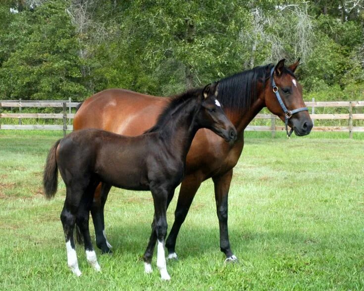 English thoroughbred x friesian cross Caballo frisón, Fotos de caballos salvajes