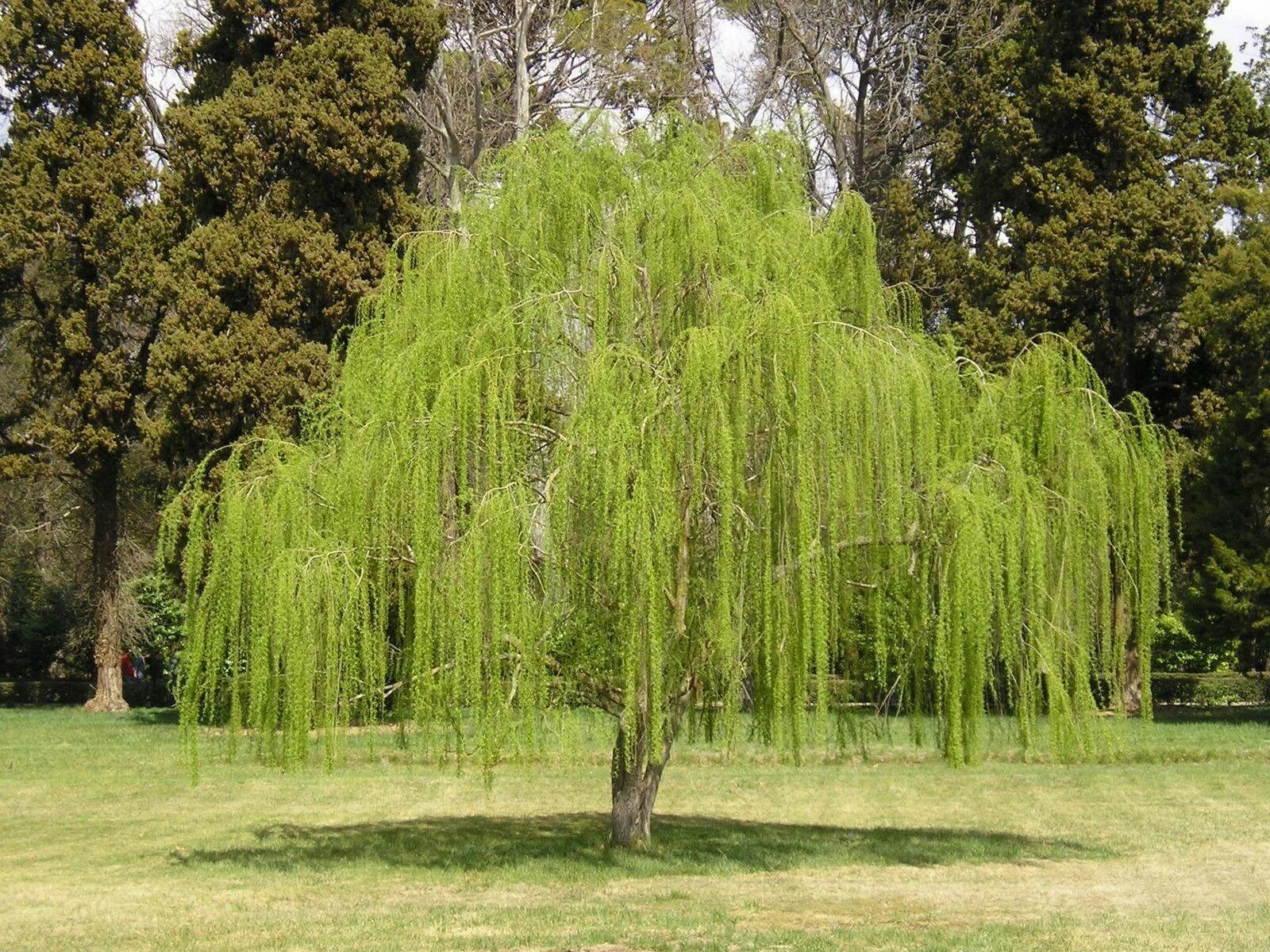 Болотная ива. Ива белая плакучая. Ива Плакучий Гном. Ива белая (Salix Alba). Ива белая Тристис.