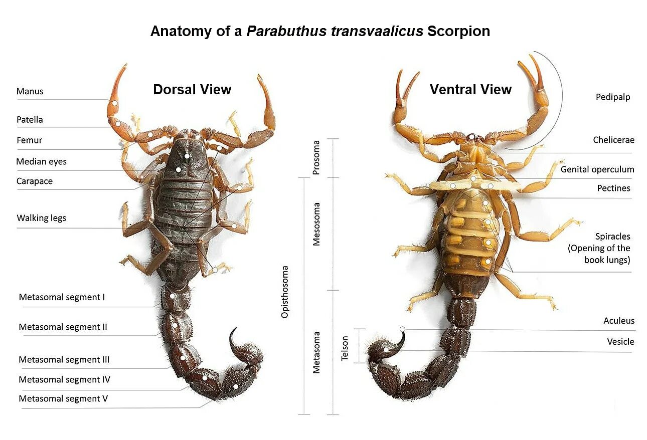 Parabuthus transvaalicus. Анатомия скорпиона. Ложный Скорпион. Гребневидные органы скорпиона.