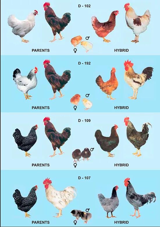 доминант 107 куры. породы кур несушек доминантов. доминант д 107 порода кур. доминанты порода кур характеристика отзывы. куры породы доминант 107.