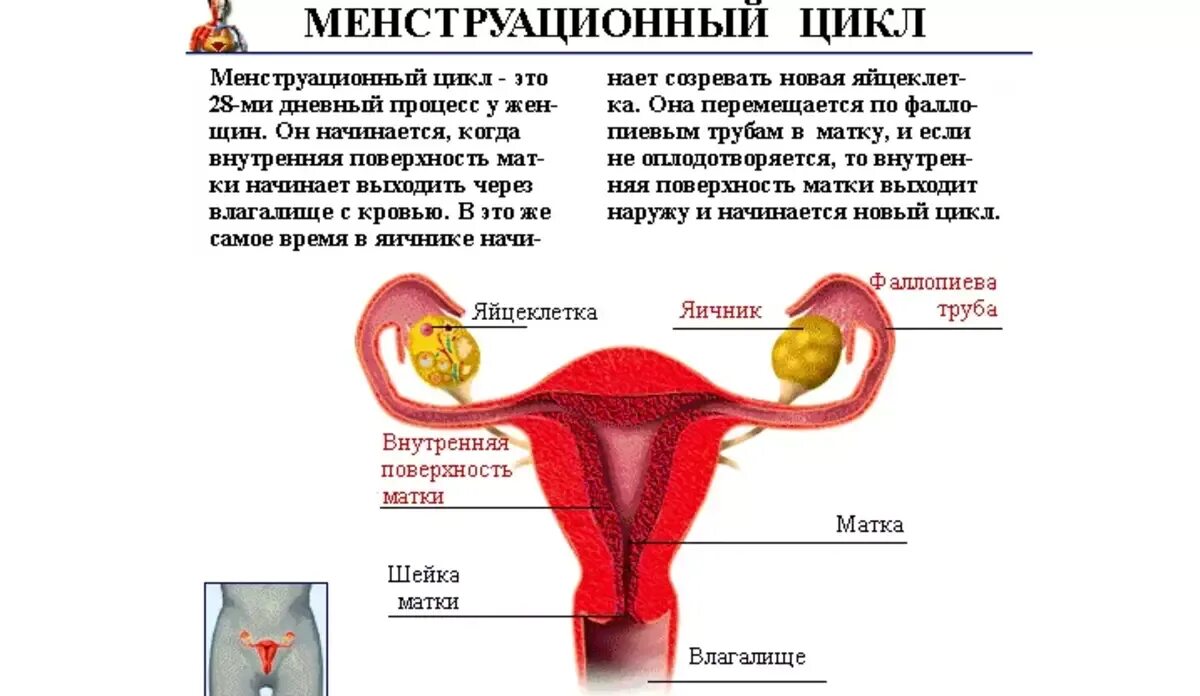 Месячный женщина сколько дней. Гигиена менструационного цикла.