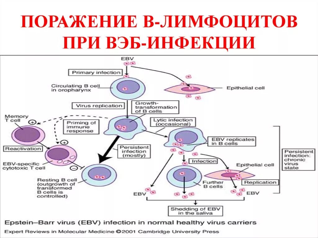 Как передается эпштейн барра. Инфекционный мононуклеоз патогенез схема. патогенез инфекционного мононуклеоза патогенез. вирус эпштейна-барр патогенез. мононуклеоз этиология патогенез.
