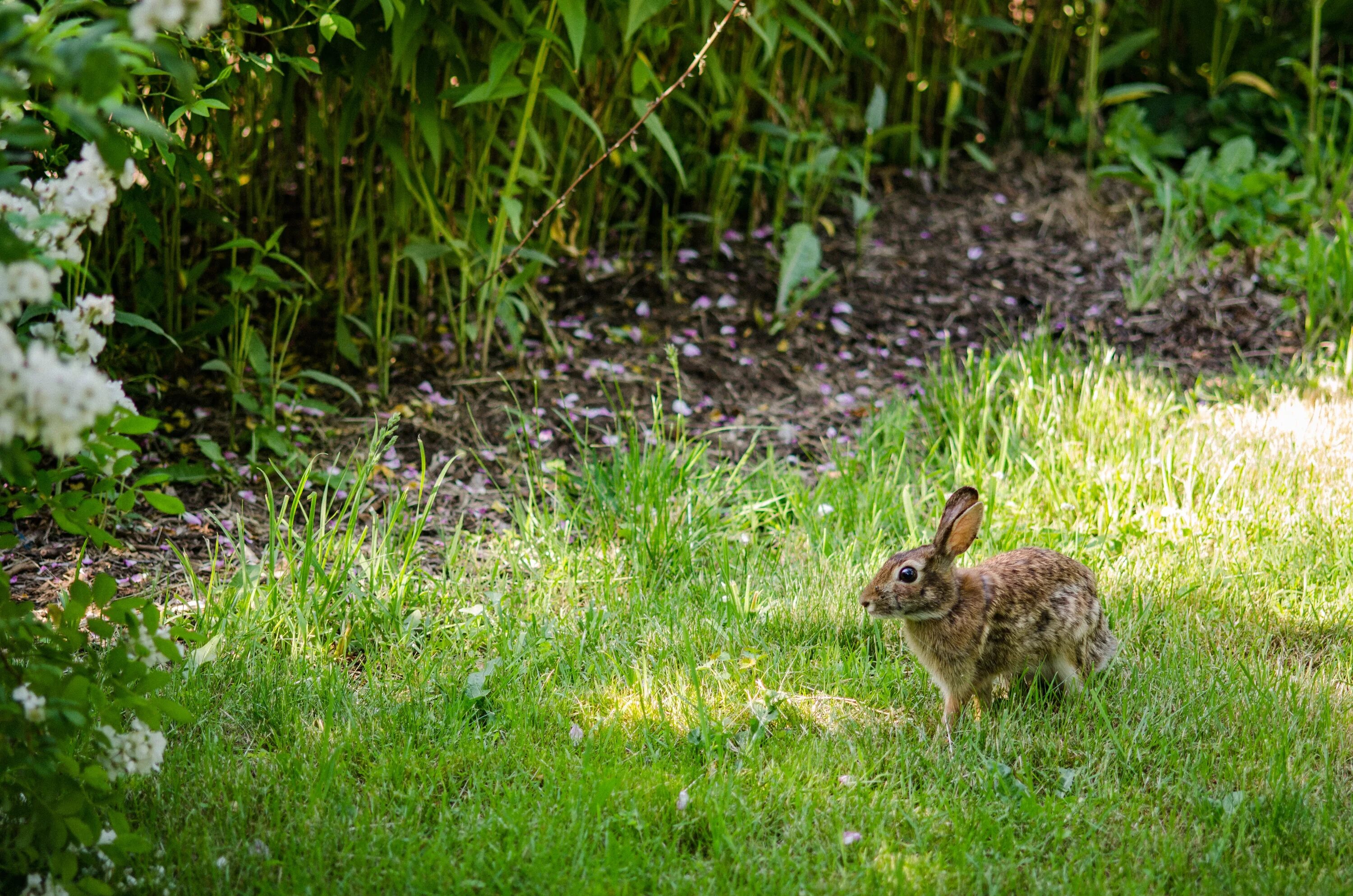 Заяц Русак с зайчатами. Заяц Русак маленький. Заяц под кустом.
