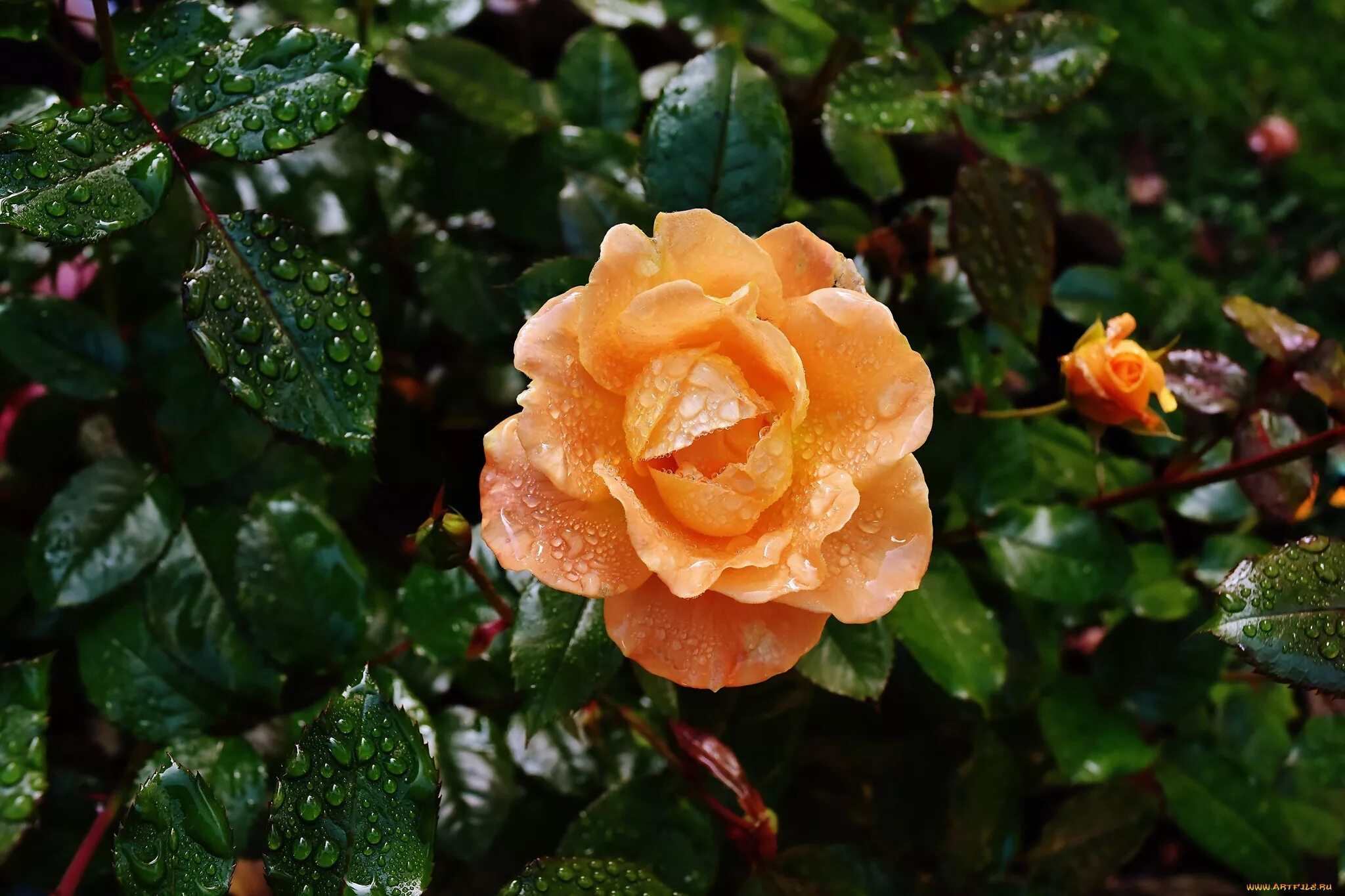 Что добавить в воду к розам. Роса на оранжевых цветах. Картинки розы с апельсинами.