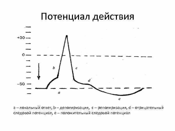 Разность потенциалов напряжение формула. Фазы потенциала действия нейрона. Разность потенциалов между точками поля формула. Фазы потенциала действия мышечного волокна. Деполяризация мембраны потенциал действия.