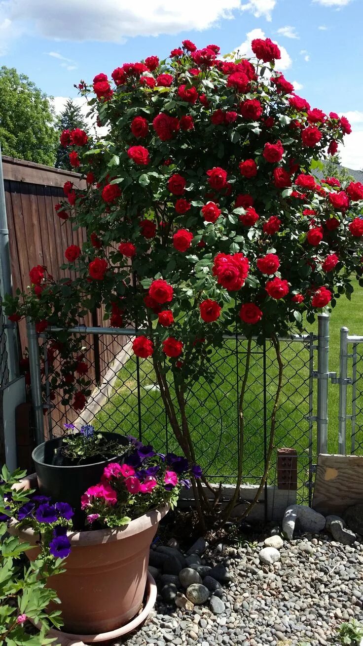 WHAT ARE SOME OF THE ROSE VARIETIES AND THEIR DIFFERENCES? Hybrid tea roses, Hyb