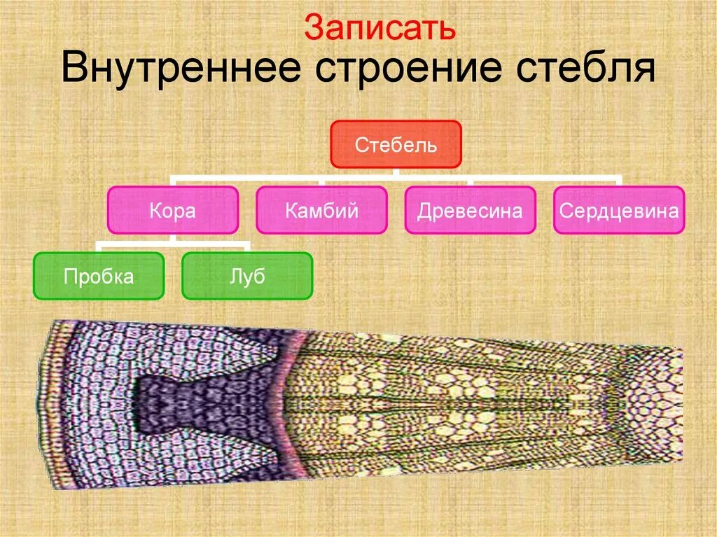 Стебель строение и функции. Внутреннее строение стебля. внутреннее строение с теля. внутренеес троение стебля. строение стебля 6 класс.