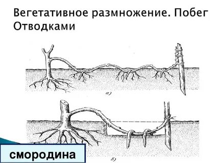 Размножение отводками