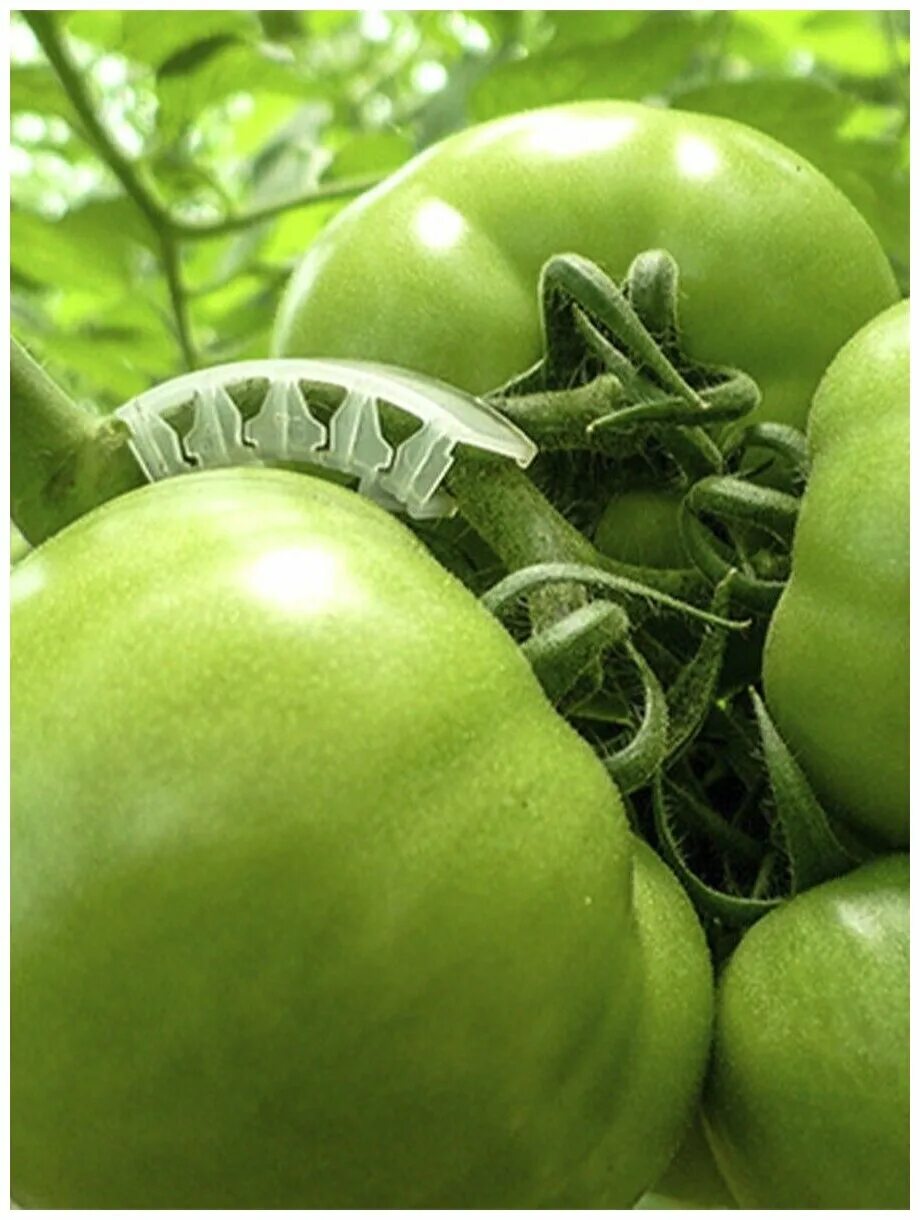 кистедержатель для томатов двойной крючок. держатель listok кисти томатов. кистедержатель для томата. кистедержатель для томатов paskal. кистедержатель для томата.