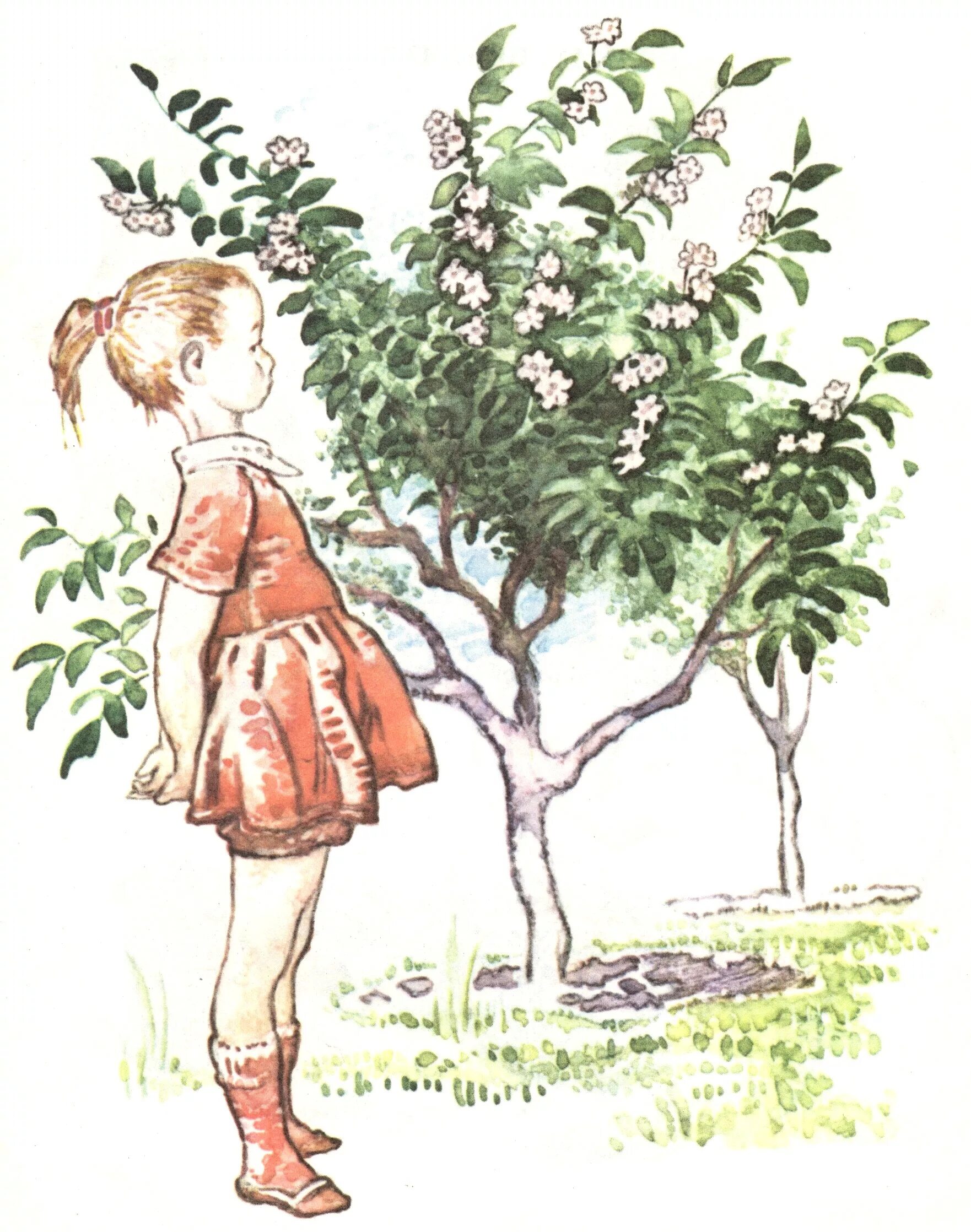 История одной яблоньки. Иллюстрации к произведениям е.Благинина. Благинина Яблонька стих.