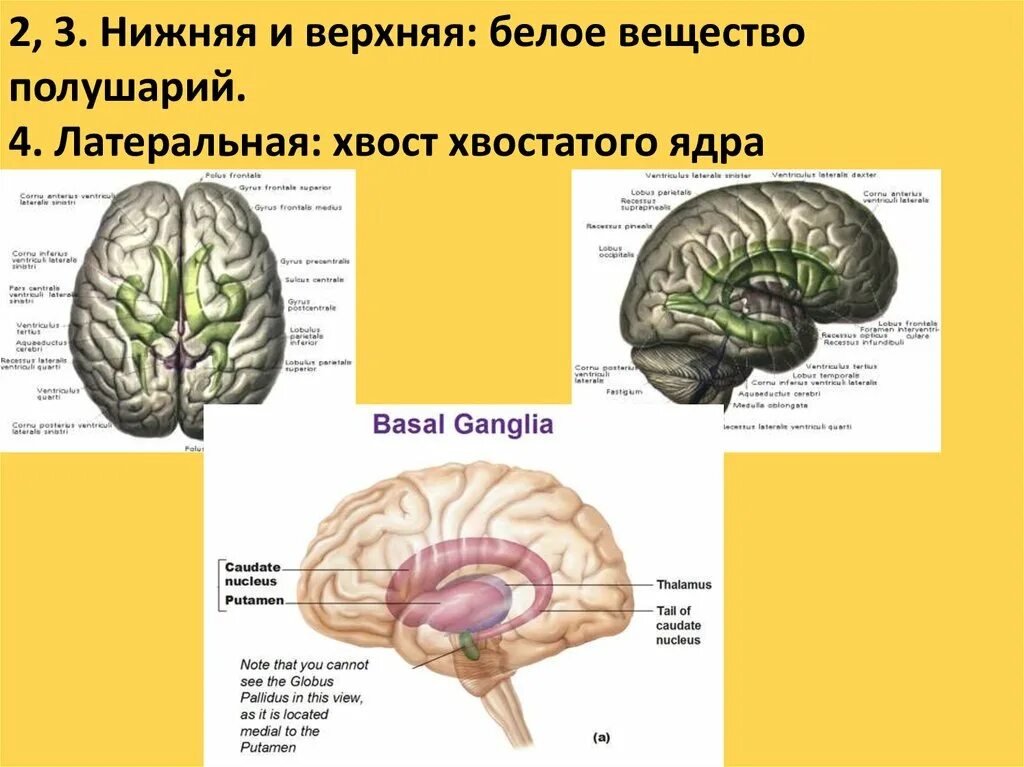 Ядра полушарий большого мозга. Белое вещество полушарий большого мозга. Белое вещество конечного мозга. Белое вещество полушарий конечного мозга. Белее вещество полушарий большого мозга.