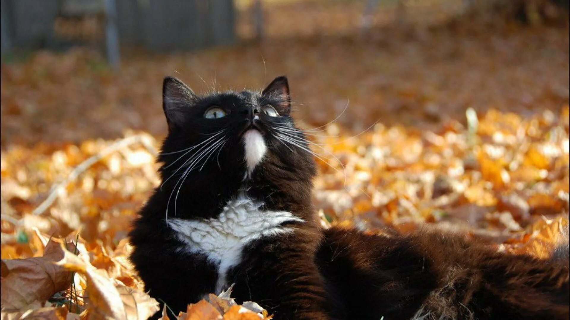 Кот осень. Кошки осенью. Осенний котик. Черный кот осень.