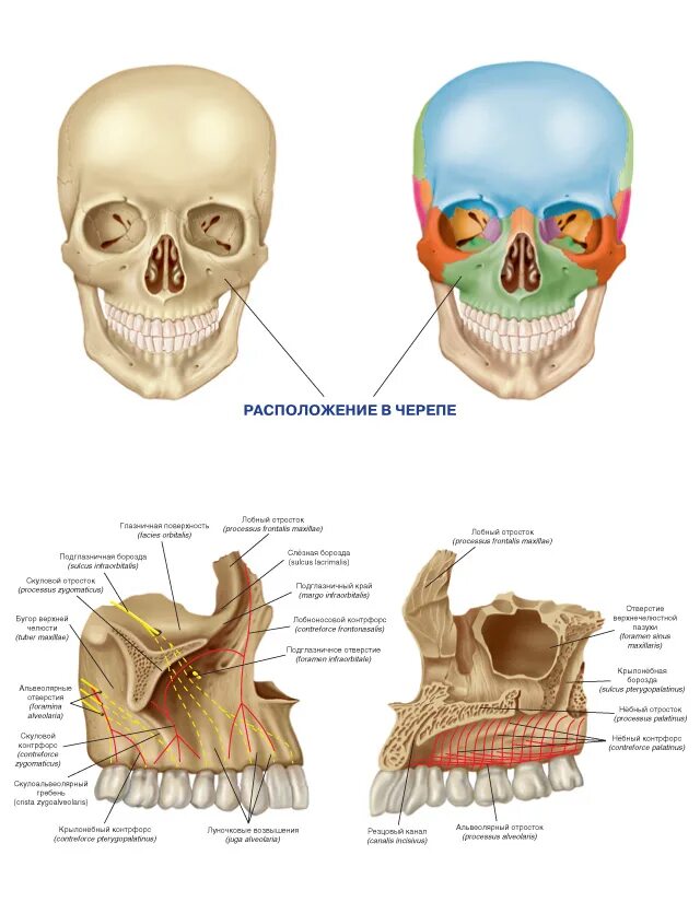 Клыковая ямка. Верхнечелюстная кость анатомия. Верхняя челюсть анатомия строение. Строение кости верхней челюсти. Верхнечелюстная кость анатомия человека.