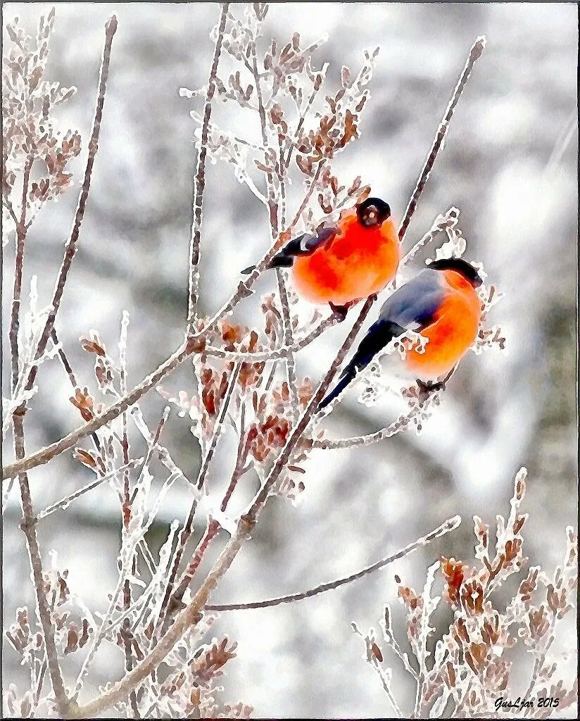 Картинки февраль стильные. Зимние птицы. Снегири. Зимние Снегири. Снегири в зимнем лесу.
