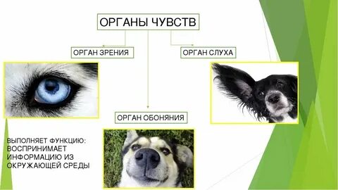 Защита организма у животных