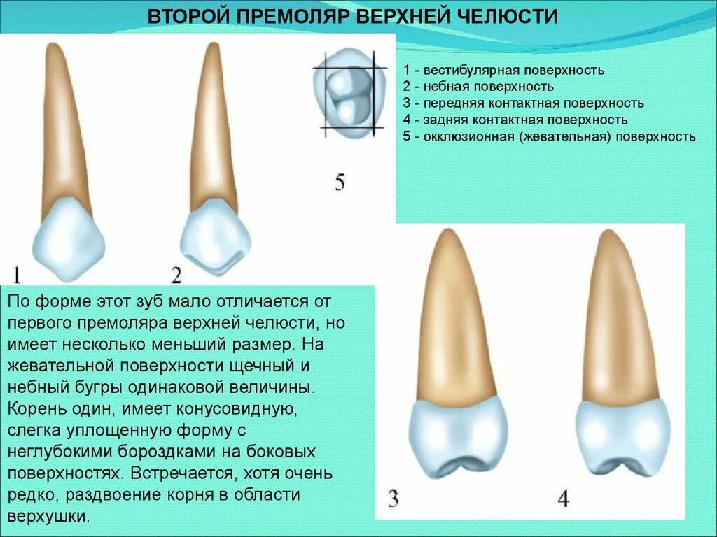 Клыки поверхность зуба. Второй верхний премоляр строение. Анатомия 4 зуба верхней челюсти. Форма второго премоляра верхней челюсти.