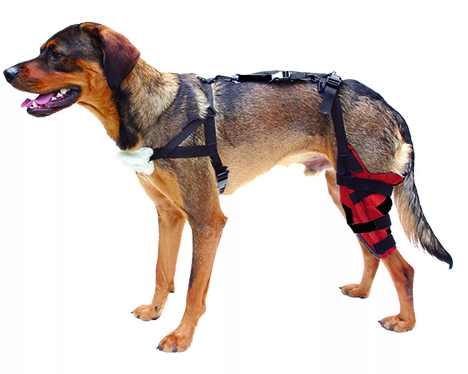 Бандажтазобедренного суставы для собак. Фиксатор тазобедренного сустава для собак. Бандаж на скакательный сустав для собак. Бандаж тазобедренного сустава для собаки.