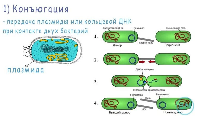 Деление клеток прокариот. Генетические рекомбинации трансформация трансдукция конъюгация. Конъюгация прокариот. Конъюгация прокариотической клетки.