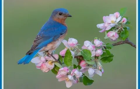 East bird
