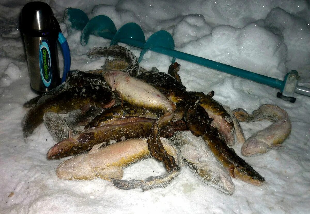 Стукалка на налима. Живец для налима зимой. Балансир для зимней рыбалки на на налима. Наживка для ловли налима. Ловля налима со льда.