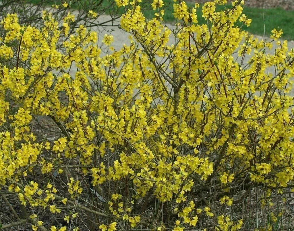 Желтый кустарник название цветущий весной фото. Форзиция Tetragold. Форзиция яйцевидная Tetragold. Форзиция яйцевидная. Форзиция спринг Глори.