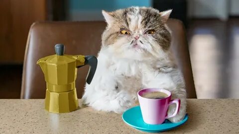 Котик пила
