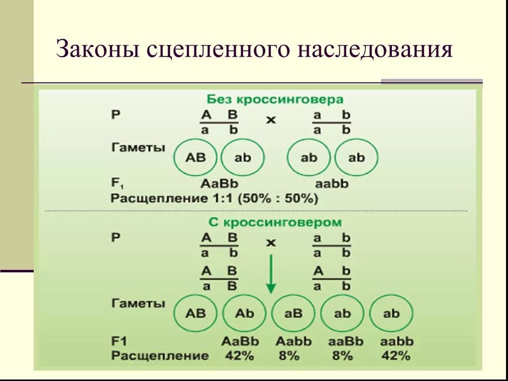 Сцепленное наследование схема скрещивания. Задачи по генетике сцепленное наследование. Сцепленное наследование признаков 10кл. Схема скрещивания на сцепленное наследование признаков.. Некроссоверные особи