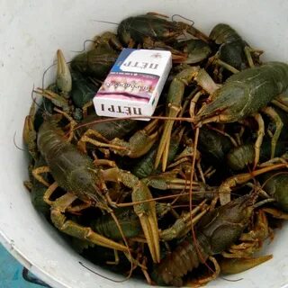 Раки рядом