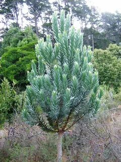 Silver tree